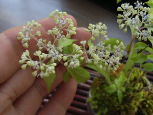 @ yAWTCczIN^}RAWTCizԁj