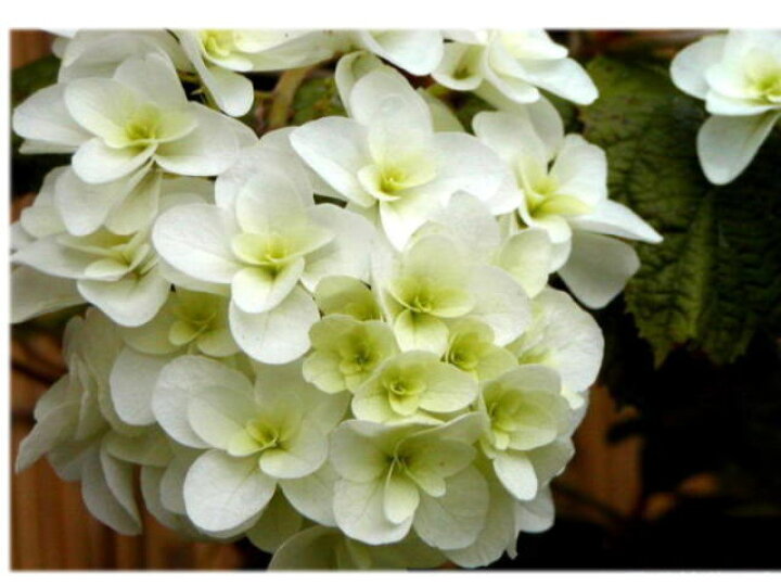 楽天市場 アジサイ 紫陽花の苗 八重柏葉アジサイ 22年開花予定 園芸百貨店何でも揃うこぼんさい 楽天市場 アジサイ 紫陽花の苗 八重柏葉アジサイ 22年開花予定 園芸百貨店何でも揃うこぼんさい