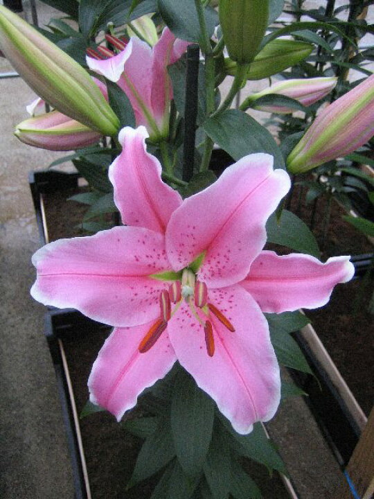 楽天市場 ユリ ユリ ソルボンヌ 1球 園芸百貨店何でも揃うこぼんさい