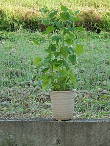 v[gɃAWTCAix630ȍ~͊JԂ͏I肵Ԃł̂͂ƂȂ܂BAix@AWTC @My@v[gɁ@AWTC̑蕨