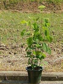 楽天市場 あじさい 鉢植え プレゼントの通販