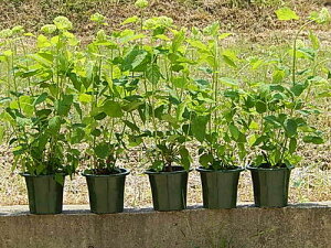 2025N6JԂ߂̎z5{ZbgAix傫cڂȂzԃAixߕcz2025N6JԂ̃AWTCAixAix傫cAixcAWTCAWTCAi