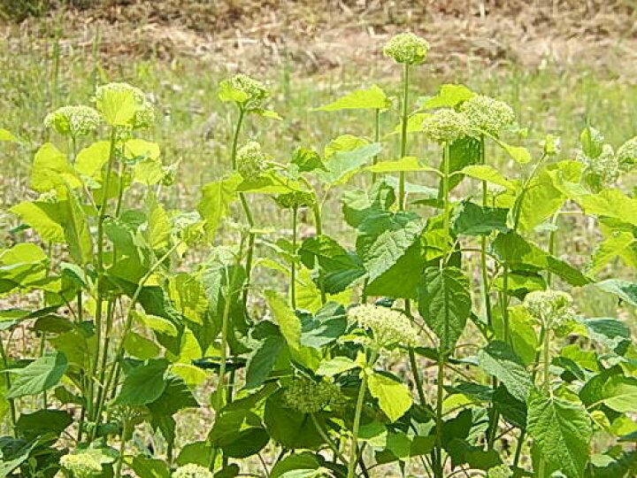 楽天市場】6月30日以降は開花は終了し剪定した状態でのお届けとなり 
