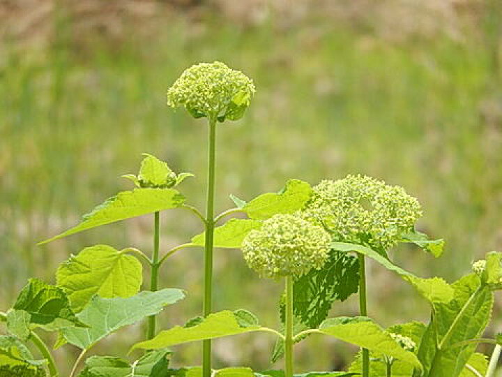 楽天市場】6月30日以降は開花は終了し剪定した状態でのお届けとなり 