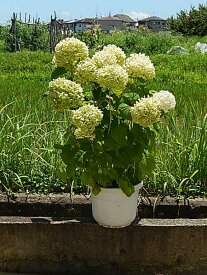 【アナベルアジサイ苗】特大サイズ大苗　1m前後　アジサイそのまま　庭に植えても　鉢でも　アナベルのアジサイが楽しめます。7月以降のお届けは、開花終了剪定後の状態でお届けとなります