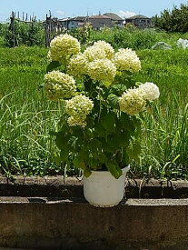 楽天市場 アジサイ アナベル 開花時期冬 の通販 楽天市場 アジサイ アナベル 開花時期冬 の通販