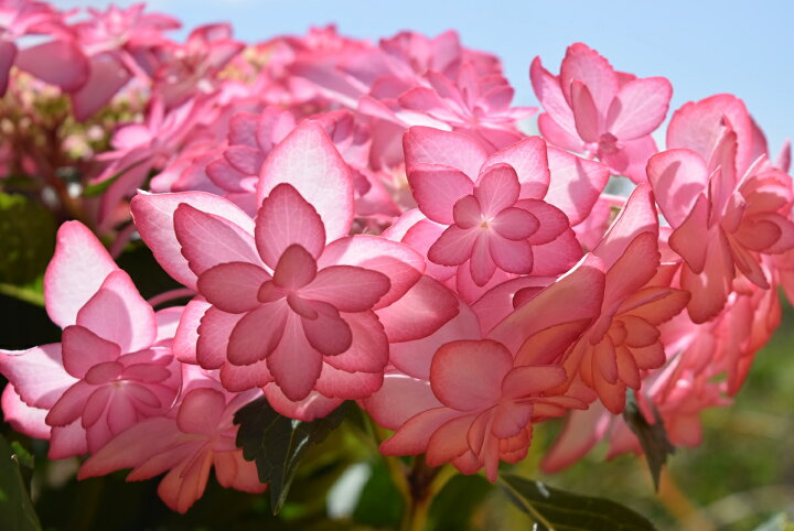 楽天市場 遅れてごめんね 22年母の日プレゼント ひな祭り紫陽花 ピンク 母の日 ギフト 花 鉢植え5月に開花星咲きの綺麗なアジサイ まだ間に合う母の日プレゼントにもおすすめのアジサイ贈り物あじさい ガクアジサイ 紫陽花鉢植えガク咲きの八重 紫陽花 園芸百貨店 楽天市場 遅れてごめんね 22年母の日プレゼント ひな祭り紫陽花 ピンク 母の日 ギフト 花 鉢植え5月に開花星咲きの綺麗なアジサイ まだ間に合う母の日プレゼントにもおすすめのアジサイ贈り物あじさい ガクアジサイ 紫陽花鉢植えガク咲きの八重 紫陽花 園芸百貨店