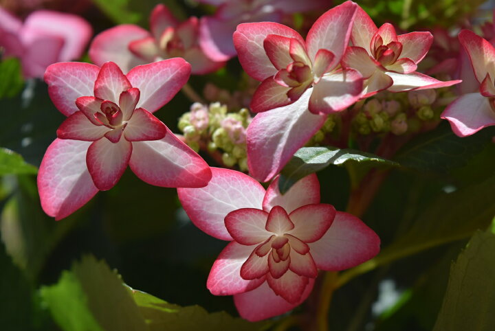 楽天市場 遅れてごめんね 22年母の日プレゼント ひな祭り紫陽花 ピンク 母の日 ギフト 花 鉢植え5月に開花星咲きの綺麗なアジサイ まだ間に合う母の日プレゼントにもおすすめのアジサイ贈り物あじさい ガクアジサイ 紫陽花鉢植えガク咲きの八重 紫陽花 園芸百貨店