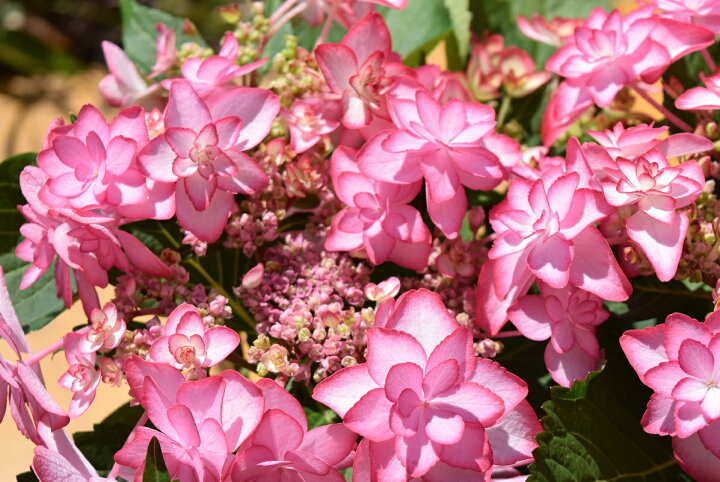 楽天市場 ひな祭り紫陽花 ピンク 5月に開花星咲きの綺麗なアジサイまだ間に合う母の日プレゼントにもおすすめのアジサイ22年5月母の日の贈り物 あじさい ガクアジサイ 紫陽花鉢植えガク咲きの八重 紫陽花 園芸百貨店何でも揃うこぼんさい