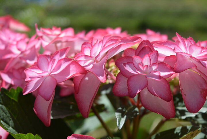 楽天市場 ひな祭り紫陽花 ピンク 5月に開花星咲きの綺麗なアジサイまだ間に合う母の日プレゼントにもおすすめのアジサイ22年5月母の日の贈り物 あじさい ガクアジサイ 紫陽花鉢植えガク咲きの八重 紫陽花 園芸百貨店何でも揃うこぼんさい