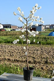 しだれ桃苗白八重【残雪枝垂れ桃】庭木 ハナモモ 白 八重咲き 落葉樹 ひな祭り シンボルツリー 記念樹