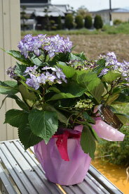 お誕生日ギフト5月より発送2024年開花ひな祭りアジサイ　ブルー　　紫陽花の鉢植え　5号サイズ