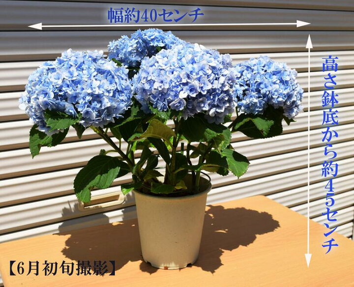 楽天市場 ２０２２年５月に開花の手毬手毬紫陽花母の日ギフト鉢花紫陽花 てまりてまり八重咲きあじさい テマリテマリ22年6月以降のお届けは剪定後の状態でのお届けとなります 園芸百貨店何でも揃うこぼんさい