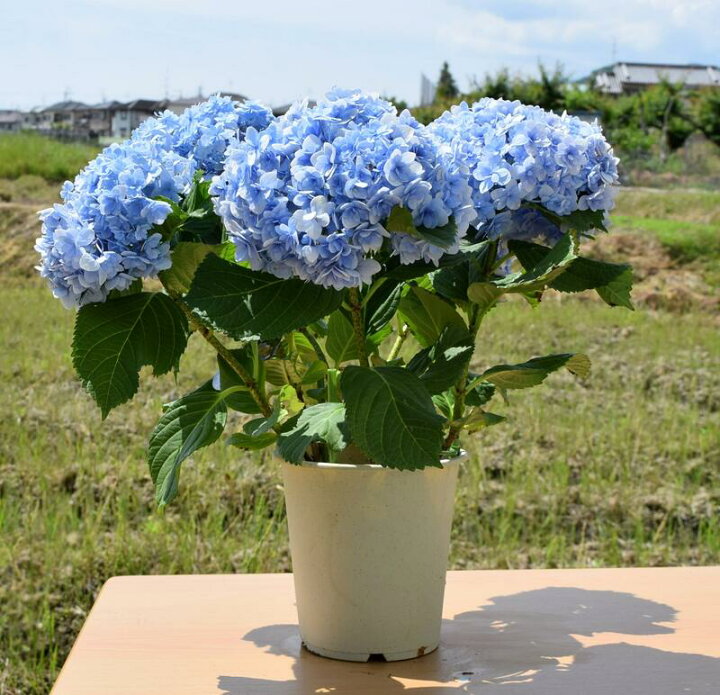 楽天市場 ２０２２年５月に開花の手毬手毬紫陽花母の日ギフト鉢花紫陽花 てまりてまり八重咲きあじさい テマリテマリ22年6月以降のお届けは剪定後の状態でのお届けとなります 園芸百貨店何でも揃うこぼんさい