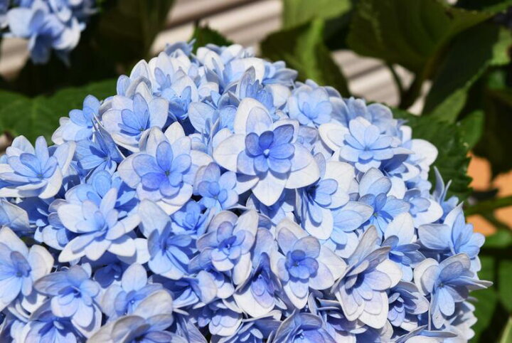 楽天市場 ２０２２年５月に開花の手毬手毬紫陽花母の日ギフト鉢花紫陽花 てまりてまり八重咲きあじさい テマリテマリ22年6月以降のお届けは剪定後の状態でのお届けとなります 園芸百貨店何でも揃うこぼんさい