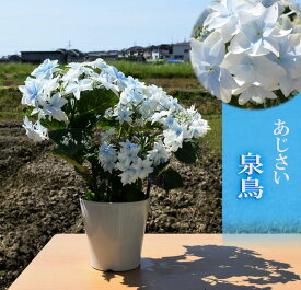 お誕生日に 綺麗なアジサイをプレゼント2024年5月に開花あじさい 泉鳥 八重咲きアジサイ紫陽花 泉鳥 6月中頃以降のお届けは開花終了剪定後の状態でのお届けとなります紫陽花苗5号