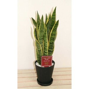 観葉植物 サンセベリアの人気商品 通販 価格比較 価格 Com 観葉植物 サンセベリアの人気商品 通販 価格比較 価格 Com