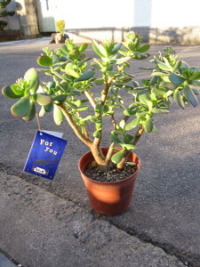 ̓MtĝȂ yԌ~́zԌ@V̐@@ԉ茎