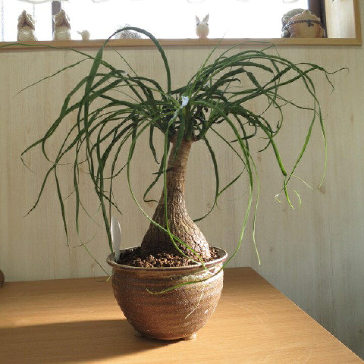 楽天市場 ポニーテールトックリラン ノリナポニーテール 贈り物に 人気の観葉植物 園芸百貨店何でも揃うこぼんさい