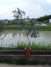 楽天市場 オリーブ ネバディロブランコの通販