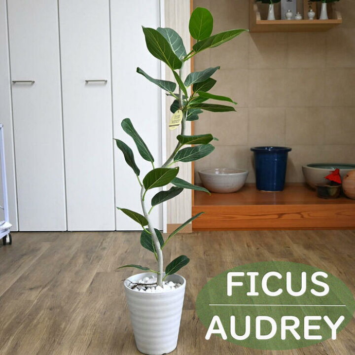 楽天市場】観葉植物 フィカス ベンガレンシス オードリー インテリア 