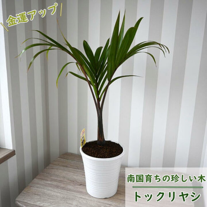 楽天市場】観葉植物 トックリヤシ ボトルヤシ 金運アップ 縁起の良い 