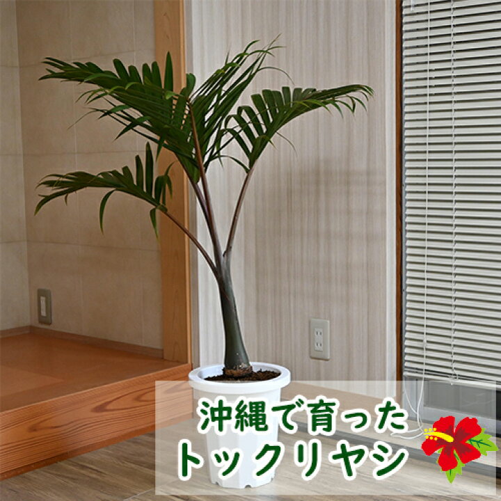 楽天市場】大きいサイズのとっくりやし観葉植物 トックリヤシ金運 