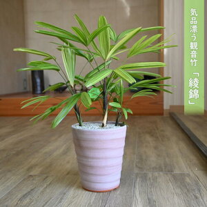 v[g2025Np̃v[gɂłyåϗtAAjVLzω|  󏭕iJm`N CeAO[