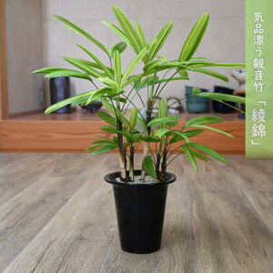 2025Np̃v[gɂłyåϗtAAjVLzω| c  󏭕iJm`N CeAO[