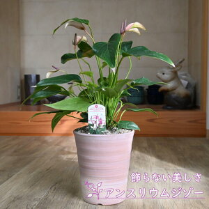 픫Â킢ϗtA AXE W][ J[ A AX[΂ł