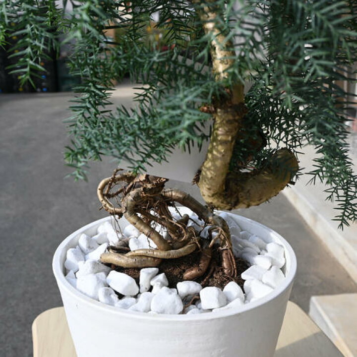 楽天市場】アロカリア ナンヨウスギ シマナンヨウスギ 南洋杉 観葉植物 