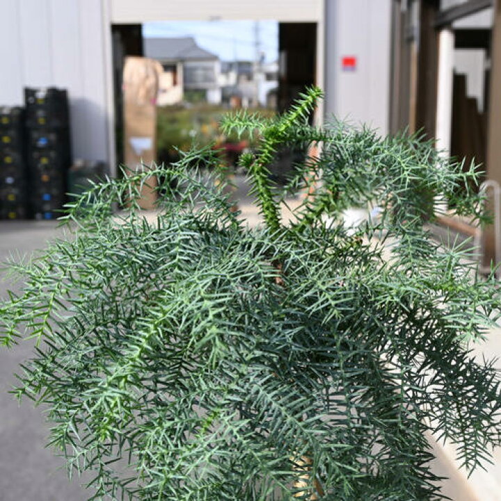 楽天市場】アロカリア ナンヨウスギ シマナンヨウスギ 南洋杉 観葉植物 