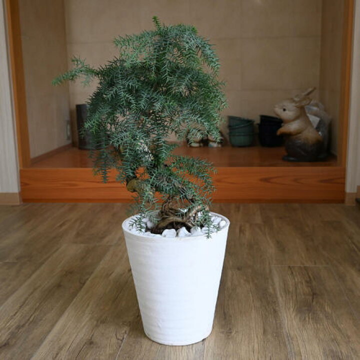 楽天市場】アロカリア ナンヨウスギ シマナンヨウスギ 南洋杉 観葉植物 