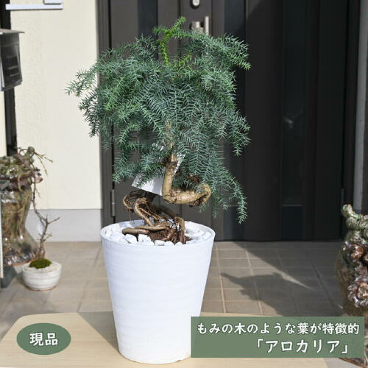 楽天市場】アロカリア ナンヨウスギ シマナンヨウスギ 南洋杉 観葉植物 