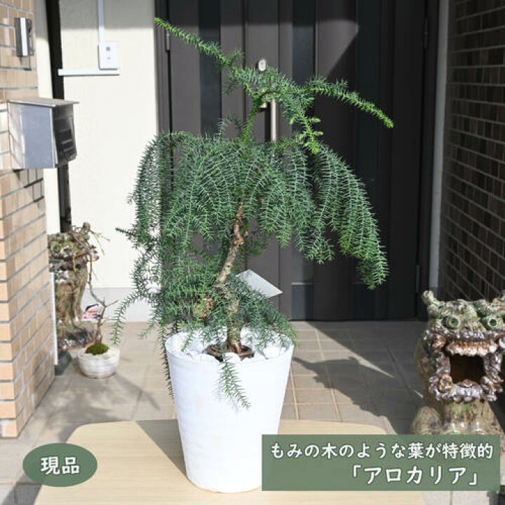 楽天市場】現品をお届けします。2024年12月5日撮影現品B アロカリア 