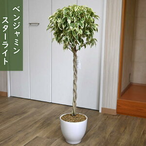 2025�N�ϗt�A���@�x���W���~�� �X�^�[���C�g ���A�� �C���e���A�O���[�� �t�B�J�X �V�z�j�� ���r���O