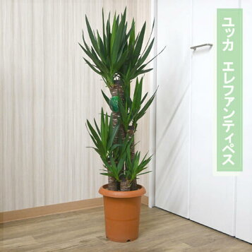 楽天市場】【現品発送】ユッカ リギダ 大株 根巻き : 千草園芸