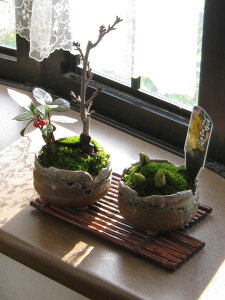 �V�t�~�� �y�~�́z�M�y�Ă����蕟���~�͓�_�Z�b�g