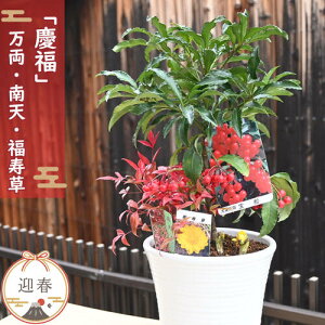 VNpc 2025Nĵ 蕨  V  񂹐A A j ie Nǂ NNn̑蕨