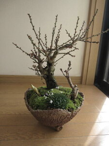 2025NVt@ƉԂ̑蕨~~ y~́zMyĂ蔒~~