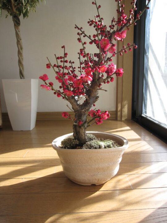 楽天市場】花芽400芽以上の香りを楽しむ花梅2025年2月に開花梅盆栽盆栽 