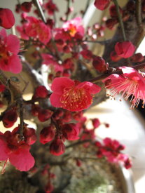 お祝い梅盆栽2024年3月に開花　香りと花の贈り物香りもお花も楽しめる　豪快に咲く紅梅盆栽　梅の樹種大盃紅一重咲き