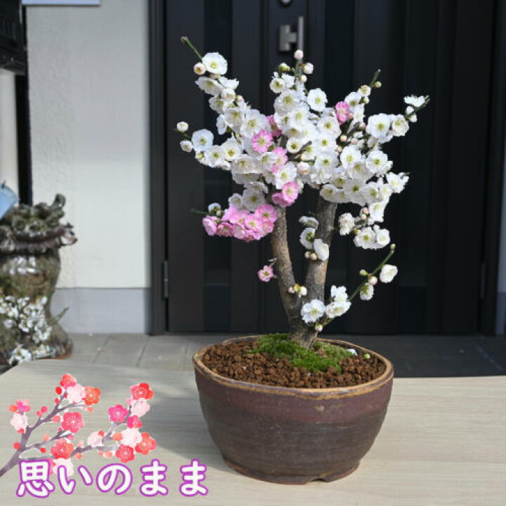 楽天市場】2026年2月～3月に開花香りを楽しむ2026年3月頃開花 思いの 