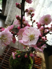 梅盆栽2024年2月〜3月頃に開花【思いのまま梅盆栽】信楽焼き入り思いのまま梅は　咲き分ける梅の花が楽しめます。咲き分け　思いのまま