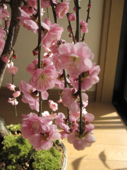 ピンクのしだれ梅の花の枝 込ん カットしてネコポスで 翌日着