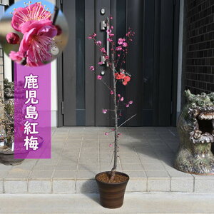 2025N3JԊJԎg~ A d炫 g~ ~ x炫 Ԕ~