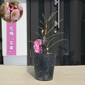 ~c Ίy |bgc d炫 Ԕ~ A~͌ 20`25Z`O