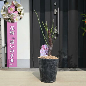 ~c v̂܂ |bgc 炫 d炫 Ԕ~ A~͌@20`25Z`O