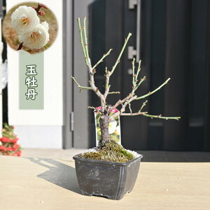 2026N2J ʉO ~j ~~ v ~d炫 Ԕ~ E