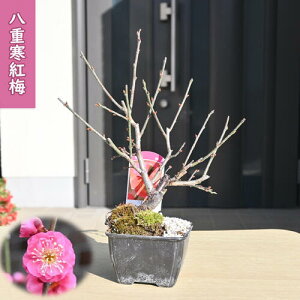 2026N2`3ɊJ ~ ~ dg d炫 v ~j~~